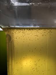 Reef nutrition's popular tigger pods® copepods (live tigriopus californicus) are cultured using our own nutritious marine algae in our biosecure you won't find any higher quality pods. Tigger Pod Acclimation Reef2reef Saltwater And Reef Aquarium Forum