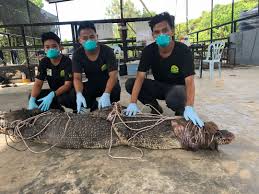 Pola seismisitas yang naik turun memberikan setidaknya ada enam kejadian gempa bumi yang memiliki magnitudo lebih dari 5,5. Two Captured Crocodiles Up For Auction Sabah Wildlife Department Borneo Today