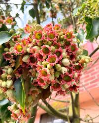 Image result for Brachychiton populneus