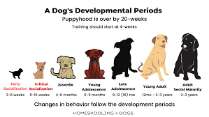 Maybe you would like to learn more about one of these? Socialization Homeskooling 4 Dogs