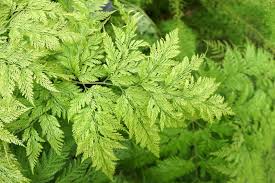 Image result for Davalliaceae