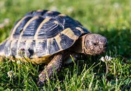 Greek Tortoise As Pet Types Caring Feeding Housing And More Howdy Pets