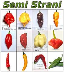 120 Seeds Of The Best And Hottest Worlds Hot Chili Peppers Collection 3 Carolina Reaper Primo Yellow Bhut Jolokia Ghost Chili Chocolate Bhut