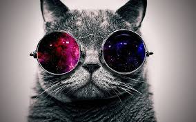 Di sini, kita bisa melihat seekor kucing yang tengah berpose keren di atas pagar di lantai atas suatu gedung. Very Cool 1080p 2k 4k 5k Hd Wallpapers Free Download Wallpaper Flare