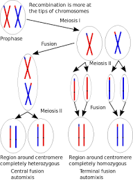 Parthenogenesis Wikipedia