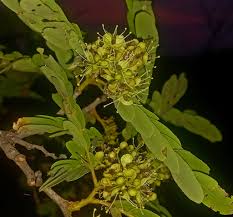 Image result for Julbernardia