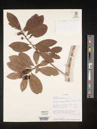 Image result for Hugonia elliptica
