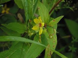 Image result for Lysimachia tenuicaulis