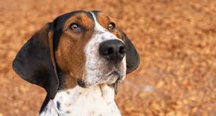 Black And Tan English Foxhound Coonhounds Everything You Need To Know About The Breed Treeing Walker Coonhound Hound Dog Breeds Walker Coonhound