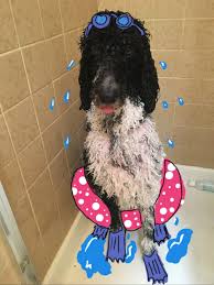 The poodle, called the pudel in german and the caniche in french, is a breed of water dog. Yo What Gives
