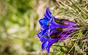 Gardens And Landscaping Photo Galleries Landscape Perennials Garden Pictures