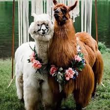 Wedding Trend Fur Deine Hochzeit Kannst Du Jetzt Alpakas Mieten Tauben Und Pferde Gehoren Wie Ein Schleier Und Blumen Schon Fas Video Alpakas Hochzeit Pferde Videos