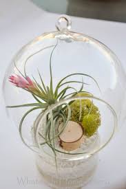 Air plant's bloom cannot absorb water, and watering. Diy Terrarium With Air Plants Whats Ur Home Story