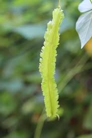 Image result for Psophocarpus lancifolius