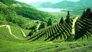 Visit Assam - Travel in Assam