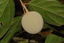 Image result for Huaceae