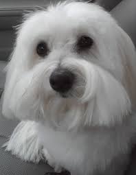 Black And White Coton De Tulear Puppies For Sale Coton De Tulear Looks Like Joe Coton De Tulear Dogs Coton De Tulear Cool Pets