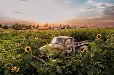 Sunflowers & Sunsets