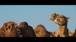 How do camels adapt to their environment? Unseen Films Judas Collar 2019 Brooklyn Film Festival 2019