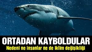 Sozcu Gazetesi Kopek Baligi Turizmine Katil Balina Facebook