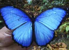 Mariposa blanca en la lavanda. Conoce El Exitoso Bionegocio Sostenible De Crianza De Mariposas Amazonicas En Loreto Noticias Agencia Peruana De Noticias Andina