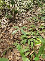 Image result for Gilbertiodendron dewevrei