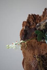 Image result for Aerangis stelligera