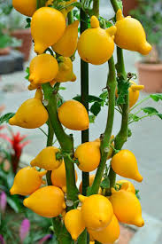 Image result for Solanum mammosum