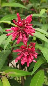 Image result for Cestrum elegans