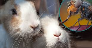 Can salt kill bunnies eat himalayan / do rabbits need salt licks neeness : Flystrike Pdsa