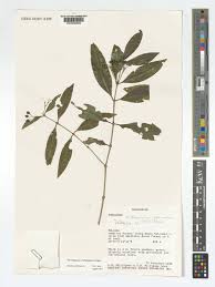 Image result for Coptosperma