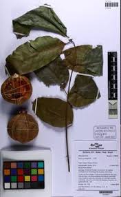 Image result for Khaya grandifoliola