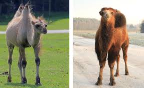 So why do camels store fat in these humps instead of having it spread equally throughout their although the humps do not store water, camels are still incredibly efficient in the amount of water this shape also allows their blood to flow more easily when water is scarce, which is common in a. How Do Camels Survive In The Desert
