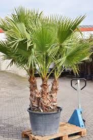 Washingtonia robusta mexican fan uses. Petticoat Palme Mexikanische Washingtonpalme 3er Stamm Tropische Gartengestaltung Tropische Pflanzen Blattpflanzen