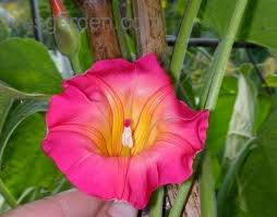 Image result for Stictocardia beraviensis