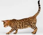 Toyger Kittens For Sale