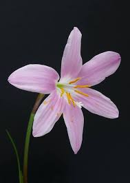 Image result for Zephyranthes minuta
