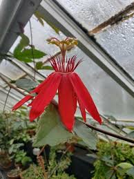 Image result for Passiflora vitifolia