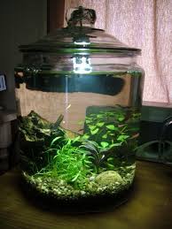 3 Gallon Cookie Jar Betta Fish Tank Aquarium Indoor Water Garden