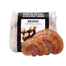 Image result for Ganoderma lucidum