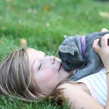 Looking for french bulldog puppies for sale? Eden Frenchies French Bulldogs Frenchies Wisconsin