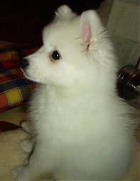 Gestation Period Of Japanese Spitz Christening Outfits Baby Boy