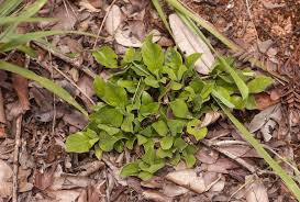 Image result for Leptactina