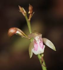 Image result for Oeceoclades maculata × quadriloba