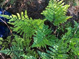 Image result for Rumohra adiantiformis