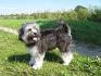 Löwchen (little Lion Dog) Puppies For Sale - AKC PuppyFinder