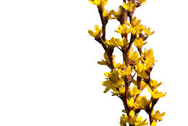 Image result for Berberis verruculosa