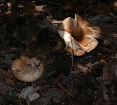 Image result for Russula compacta
