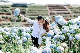 Kết quả hình ảnh cho cẩm tú cầu nhiều màu