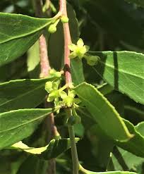 Image result for Maytenus chasei